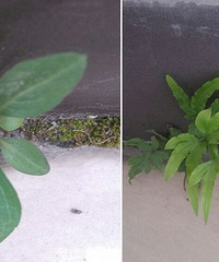 ���ǰ칫���ſڵ������� ��Ȼ�����ˡ���