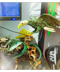 19¥����ţ�ˣ�һ˫���ܱ�����ֶ��� ��������