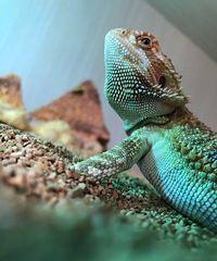 �Ҵ�С��ϲ����С���� �����滹����