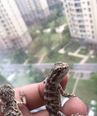 �Ҵ�С��ϲ����С���� �����滹����