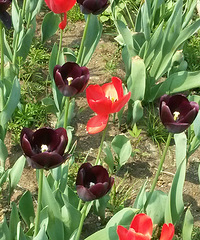 92��MM��ĵ���������� �б���