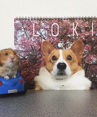 ������Ƶĺܾ��� ����������Ů ��ƽ�����