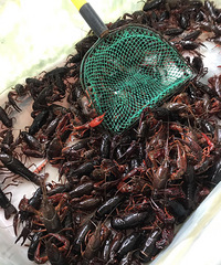 ��ʳ�ĵ�����ȫ��һ���� ��������ʮ����С��Ϻ