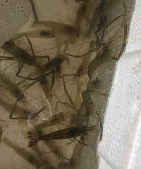 [��ʳ]Ұ���ĺ�Ϻ ��ģ�