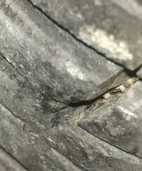 ��̥����һ����� ֻ����1.7���� Ҫ��Ҫ����