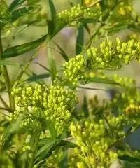 "实用 | 这些植物养在家里,可驱蚊虫同时还美观"