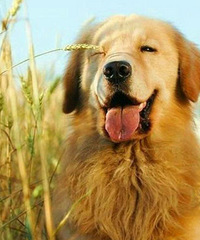 �Ϲ���ɶ�� ���ô��� ׬��Ǯ�������� �������ë