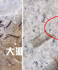 �ж�������һ���˼Ҿ��ִ�����ɫ���ӣ�