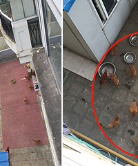 ���ܾܾ���С����ǵ�����