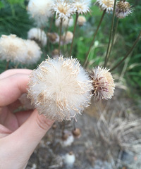 ԭ����Ҳ�м��� �ߺ߹�