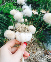 ԭ����Ҳ�м��� �ߺ߹�