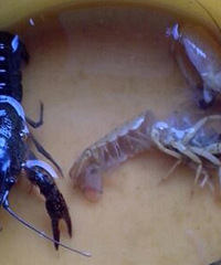 ��ۣ�������С��Ϻ��Ȼ�ѿ���