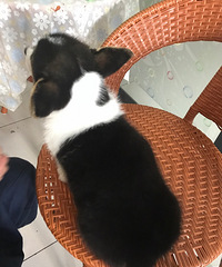 ������ϲ���»�����