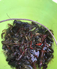 ����Ȧ���˵�����ô����Ϻ ����Ľ��