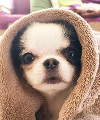 ���ڵ��е���ǻ���� ��ú�̸����Ļ���û�� �������Ѻ���