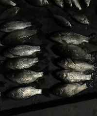 ���ģ��������İ�ҹ �������ȫ��������