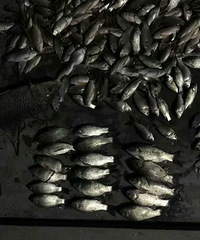 ���ģ��������İ�ҹ �������ȫ��������