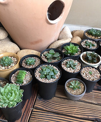 花草植物对于家庭装修的点缀:绿意盎然