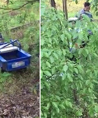 ��������ĳ������������ ���־�ʬ��