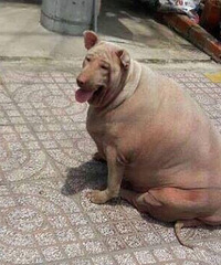 ����ô�ֱ��˻�����