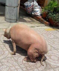 ����ô�ֱ��˻�����