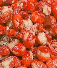 ɹɹ���ŵ�С��Ϻ�� ����������