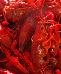 һ���˳�������һ��С��Ϻ������