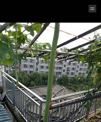 "你见过最长的丝瓜有多长?海宁人姐姐家种的拎起来比小孩还高 ?"