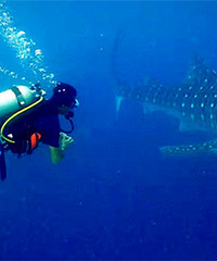 �߹����߸����ҵķ羰 ȱһ����������