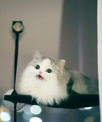 60ƽ�ķ���ס�߸��� �������������� �������ݳ��껹ƴ�����