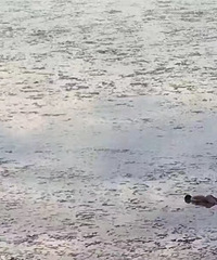 ������ˮ������һ����������Ӿʧ�� ����ʬ��Ӻ����ϸ�������