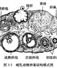 ����b������������ ����ò���Ҫ��