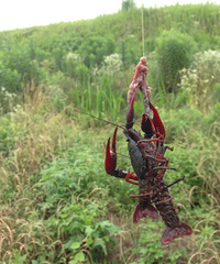 ���ҵ�����Ϻ�Ļƽ𱦵��ˣ�һ������͵�����Ͱ��