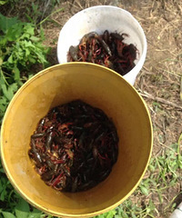 ���ҵ�����Ϻ�Ļƽ𱦵��ˣ�һ������͵�����Ͱ��