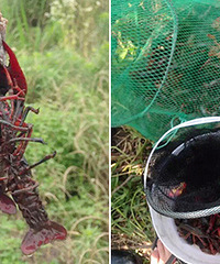 ���ҵ�һ������Ϻ�Ļƽ𱦵أ�