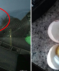 �ײ⣡�Ұѵ��ų��� ��Сʱ��ȫɹ����