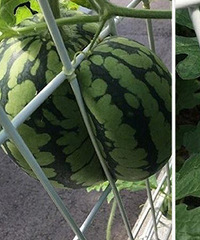 ������Խ��?̫�ֱ���ס�ˣ�