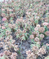 39�ȱ�ɹ�� ������ĳ�������ϼ����׵Ļ�ȫ��������