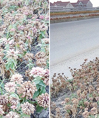 ������ĳ�������� �����׵Ļ�ȫ������