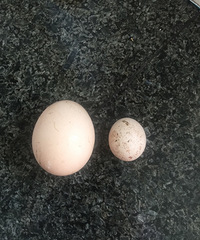 �������ͳ������㵰 ̫�ȱ����ˣ�