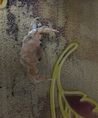 ��˿�Ҹ��Ҽ��ϼ���һֻ�з �ÿ��Ŀ�������ô����ô���С