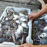 温岭石塘出海捕鱼
