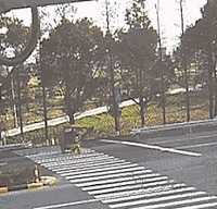 ����ĳӰ����ƽ��������֤���ټ�ʻ ��һ����ײ����