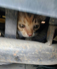 �ڵȺ��̵�ʱ����һֻСè�� С��ٶ���ů��