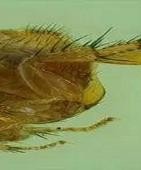 3��Ůͯ�۾��ﳤ��ʭ�� ֻ����������