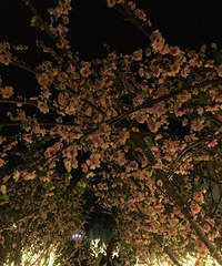 ���ں������ҹ֮�ν��ѻ�