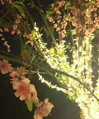 ���ں�����������ҹ֮���ǹ⽻�ѻ�