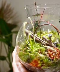 ��9.17���ڡ�����Ӯ���ҼҼ�ֵ2000Ԫ��ŷwanghongֲ����ϣ�3�ţ�