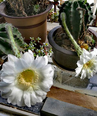 ӽ������̨������ ����������