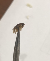 ��ҵ�����Գ���롤�����Ŷ��������������